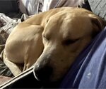 Small Photo #1 Labrador Retriever-Unknown Mix Puppy For Sale in Okolona, MS, USA