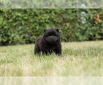 Small Photo #9 Chow Chow Puppy For Sale in NAPPANEE, IN, USA