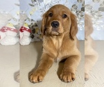 Small Photo #8 Golden Retriever Puppy For Sale in AMITY, AR, USA