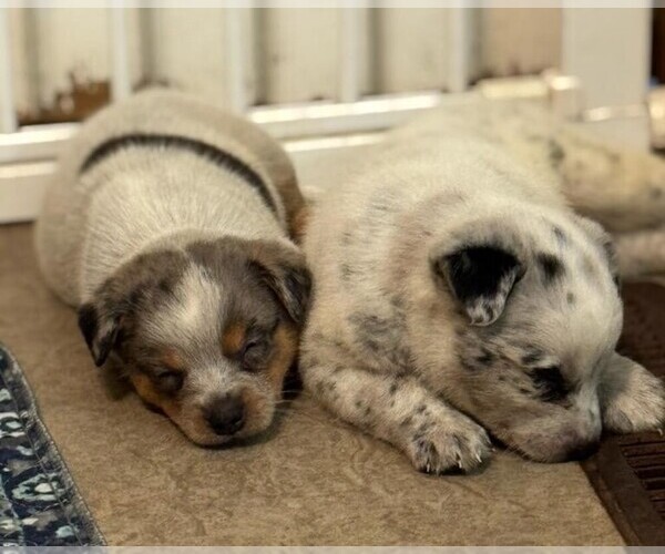 Medium Photo #3 Texas Heeler Puppy For Sale in LAURENS, SC, USA