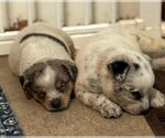 Small #2 Texas Heeler
