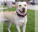 Small #11 Labrador Retriever Mix