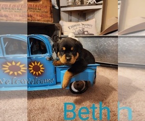 Rottweiler Puppy for sale in GROVERTOWN, IN, USA