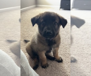 Malinois Puppy for sale in HICKORY, NC, USA