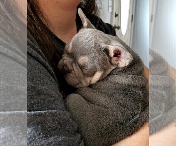 Medium Photo #4 French Bulldog Puppy For Sale in BOSTON, KY, USA