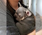 Small #3 French Bulldog