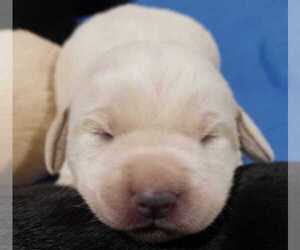 Medium Labrador Retriever