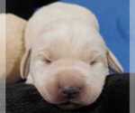 Puppy Male 2 Labrador Retriever