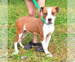 Small #2 American Pit Bull Terrier Mix