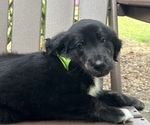 Puppy Forest Gollie