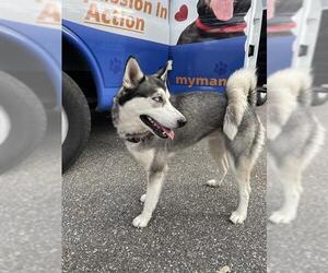 Siberian Husky Dogs for adoption in Palmetto, FL, USA