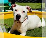 Small #1 American Pit Bull Terrier Mix