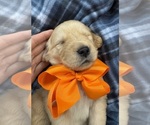 Small #10 Golden Retriever