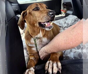 Quinn - Female Beagle-Unknown Mix Dog for Adoption - Photo #6