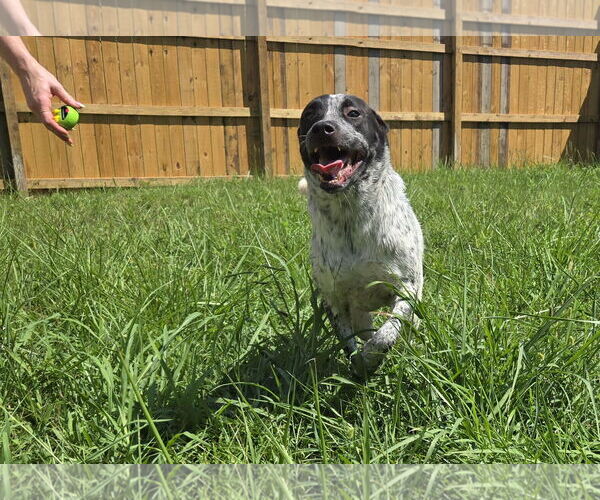 Medium Photo #3 Mutt Puppy For Sale in Jackson, MS, USA