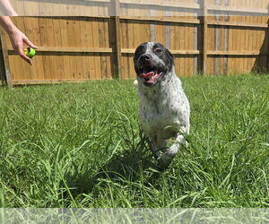 JJ - Male Mutt Dog for Adoption - Photo #3