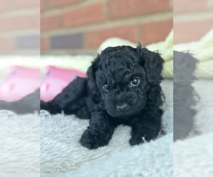 Cavapoo-Poodle (Toy) Mix Litter for sale in PENSACOLA, FL, USA