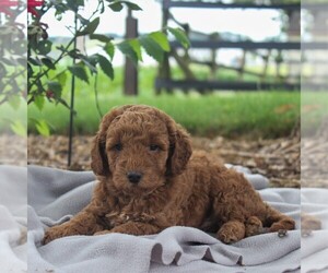 Labradoodle-Poodle (Miniature) Mix Puppy for sale in GORDONVILLE, PA, USA