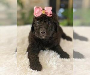 Goldendoodle Puppy for sale in KISSIMMEE, FL, USA