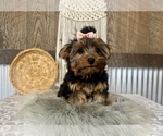 Molly - Female Yorkshire Terrier Puppy for Sale - Photo #9