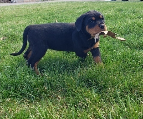Medium Photo #5 Rottweiler Puppy For Sale in STEUBENVILLE, OH, USA