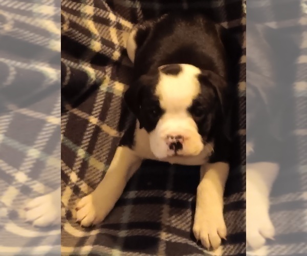 Medium Photo #4 Olde English Bulldogge Puppy For Sale in WINGATE, NC, USA