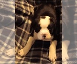 Small Photo #4 Olde English Bulldogge Puppy For Sale in WINGATE, NC, USA