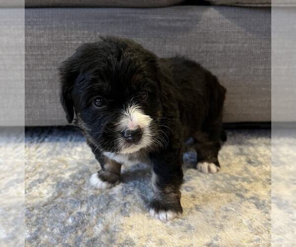 Medium Photo #6 Australian Mountain Dog Puppy For Sale in CULPEPER, VA, USA