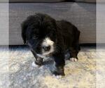 Small #5 Australian Mountain Dog