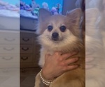 Small #12 Pomeranian