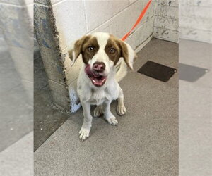 Australian Shepherd-Unknown Mix Dogs for adoption in San Bernardino, CA, USA