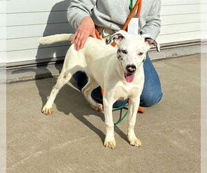 Catahoula Leopard Dog-Unknown Mix Dogs for adoption in Louisville, KY, USA