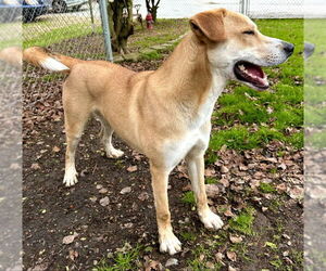 Bunny - Male Labrador Retriever-Unknown Mix Dog for Adoption - Photo #6