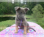 Small #8 German Shepherd Dog