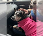 Small #7 Chihuahua Mix