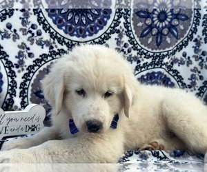 Maremma Sheepdog Puppy for sale in LANCASTER, PA, USA