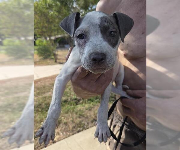Medium Photo #1 American Staffordshire Terrier Puppy For Sale in San Antonio, TX, USA