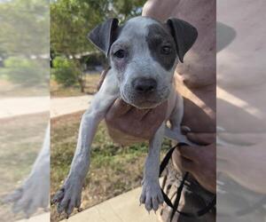 American Staffordshire Terrier Dogs for adoption in San Antonio, TX, USA