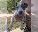 Small American Staffordshire Terrier