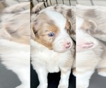 Puppy Ember Australian Shepherd