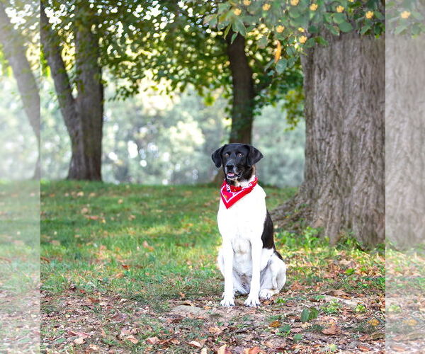 Medium Photo #10 Border Collie-Unknown Mix Puppy For Sale in Unionville, PA, USA