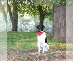 Small #9 Border Collie Mix