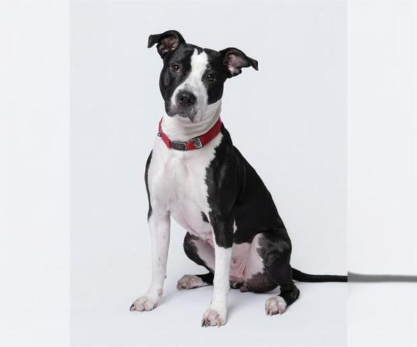 Medium Photo #1 Staffordshire Bull Terrier-Unknown Mix Puppy For Sale in Dedham, MA, USA