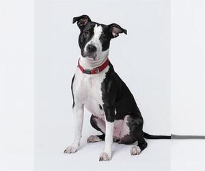 Staffordshire Bull Terrier-Unknown Mix Dogs for adoption in Dedham, MA, USA