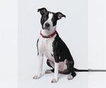 Small Staffordshire Bull Terrier Mix