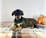 Small #4 Doberman Pinscher