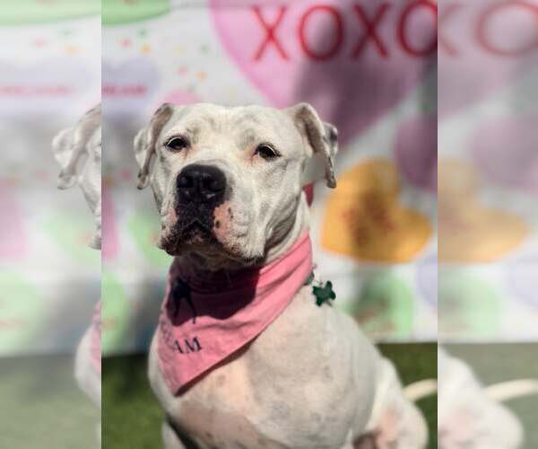 Medium Photo #2 Mutt Puppy For Sale in Pompano Beach , FL, USA