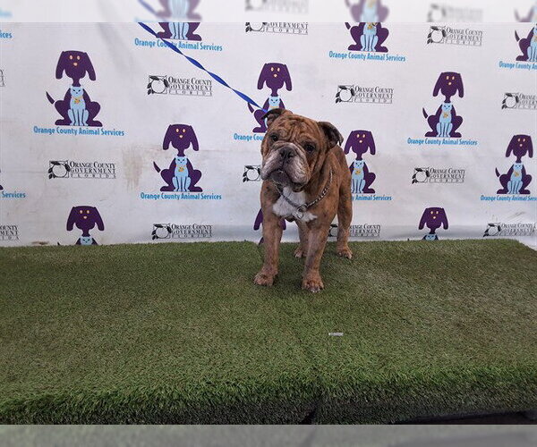 Medium Photo #1 Bulldog-Unknown Mix Puppy For Sale in Orlando, FL, USA