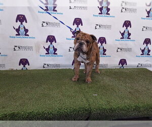 Bulldog-Unknown Mix Dogs for adoption in Orlando, FL, USA