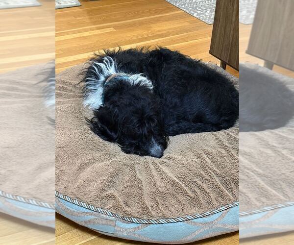 Medium Photo #8 Labrador Retriever Puppy For Sale in Silver Spring, MD, USA